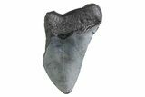 Partial Megalodon Tooth - South Carolina #359116-1